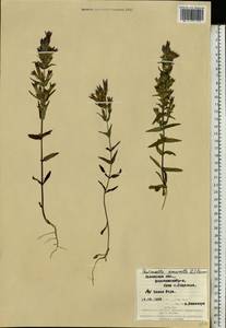 Горечавочка горьковатая (L.) Börner, Восточная Европа, Западно-Украинский район (E13) (Украина)