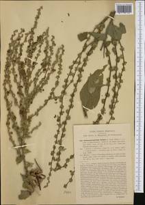 Verbascum nigrum subsp. nigrum, Западная Европа (EUR) (Италия)
