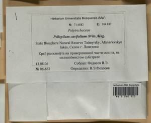 Psilopilum cavifolium (Wilson) I. Hagen, Гербарий мохообразных, Мхи - Красноярский край, Тыва и Хакасия (B17) (Россия)