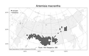 Artemisia macrantha, Полынь крупноцветковая Ledeb., Атлас флоры России (FLORUS) (Россия)