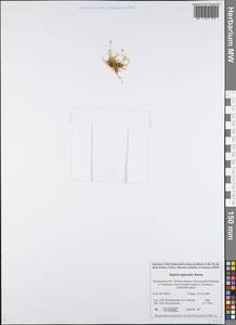 Мшанка моховидная (L.) Karst., Восточная Европа, Северный район (E1) (Россия)