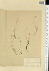 Мшанка узловатая (L.) Fenzl, Восточная Европа, Московская область и Москва (E4a) (Россия)