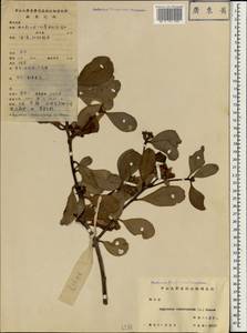 Эгицерас рожковидный (L.) Blanco, Зарубежная Азия (ASIA) (КНР)