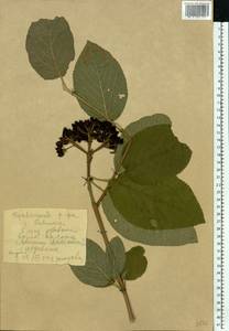 Калина гордовина L., Восточная Европа, Молдавия (E13a) (Молдавия)