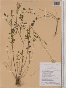 Cardamine pratensis subsp. dentata (Schult.) Celak., Западная Европа (EUR) (Великобритания)