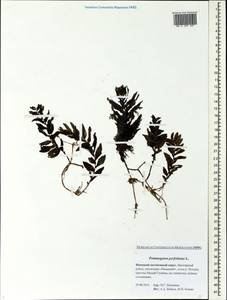 Рдест пронзеннолистный, Рдест стеблеобъемлющий L., Восточная Европа, Северный район (E1) (Россия)