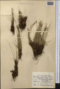 Carex capillifolia (Decne.) S.R.Zhang, Средняя Азия и Казахстан, Северный и Центральный Тянь-Шань (M4) (Казахстан)
