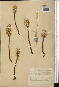 Заразиха кумская, Заразиха подсолнечная Wallr., Средняя Азия и Казахстан, Сырдарьинские пустыни и Кызылкумы (M7) (Казахстан)