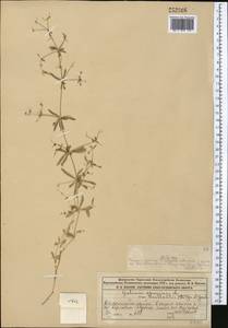 Подмаренник ложный L., Средняя Азия и Казахстан, Муюнкумы, Прибалхашье и Бетпак-Дала (M9) (Казахстан)