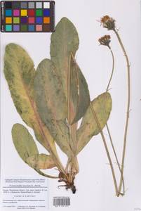 Hypochaeris maculata subsp. maculata, Восточная Европа, Московская область и Москва (E4a) (Россия)