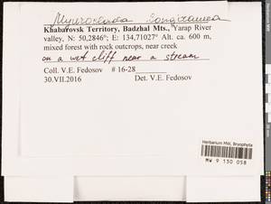 Myuroclada longiramea (Müll. Hal.) Min Li, Y.F. Wang, Ignatov & Huttunen, Гербарий мохообразных, Мхи - Дальний Восток (без Чукотки и Камчатки) (B20) (Россия)