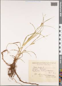 Осока мохнатая, Осока коротковолосистая L., Кавказ, Грузия (K4) (Грузия)