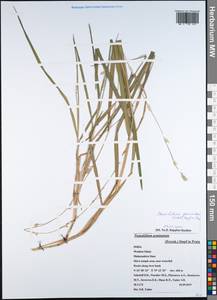 Setaria geminata (Forssk.) Veldkamp, Зарубежная Азия (ASIA) (Индия)