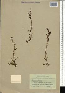 Щавель щавельковидный (Balansa) Den Nijs, Кавказ, Дагестан (K2) (Россия)