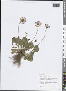 Маргаритка многолетняя L., Восточная Европа, Московская область и Москва (E4a) (Россия)