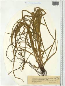 Carex leersii F.W.Schultz, nom. cons., Западная Европа (EUR) (Румыния)