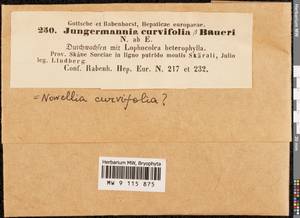Nowellia curvifolia (Dicks.) Mitt., Гербарий мохообразных, Мхи - Западная Европа (BEu) (Швеция)