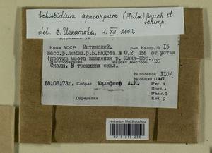 Schistidium apocarpum (Hedw.) Bruch & Schimp., Гербарий мохообразных, Мхи - Архангельская и Вологодская области, Коми, Ненецкий АО (B7) (Россия)