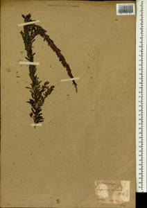 Lespedeza juncea var. sericea (Thunb.)Lace & Hauech, Зарубежная Азия (ASIA) (Япония)