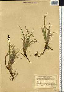 Carex bigelowii subsp. ensifolia (Turcz. ex Gorodkov) Holub, Сибирь, Прибайкалье и Забайкалье (S4) (Россия)