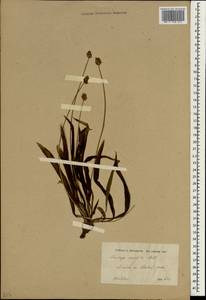 Plantago atrata subsp. spadicea Pilg., Зарубежная Азия (ASIA) (Иран)
