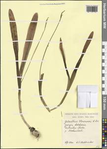 Подснежник Воронова Losinsk., Кавказ, Грузия (K4) (Грузия)