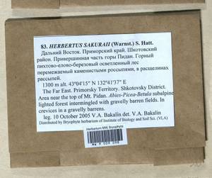 Herbertus dicranus (Taylor) Trevis., Гербарий мохообразных, Мхи - Дальний Восток (без Чукотки и Камчатки) (B20) (Россия)