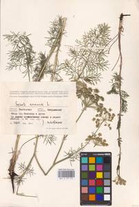 Жабрица однолетняя L., Восточная Европа, Центральный лесостепной район (E6) (Россия)