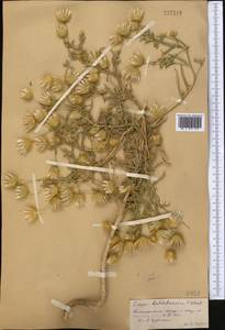 Zoegea crinita subsp. baldschuanica (C.Winkl.) Rech.f., Средняя Азия и Казахстан, Памир и Памиро-Алай (M2) (Таджикистан)