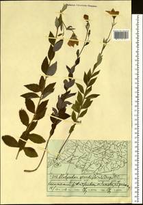 Ширококолокольчик крупноцветковый (Jacq.) A.DC., Сибирь, Дальний Восток (S6) (Россия)
