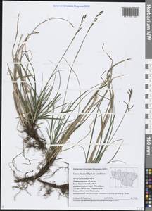 Осока корневищная Blytt ex Lindblom, Восточная Европа, Центральный район (E4) (Россия)