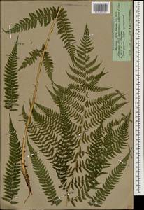 Кочедыжник женский (L.) Roth, Кавказ, Абхазия (K4a) (Абхазия)