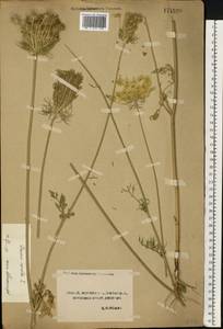 Морковь обыкновенная, Морковь дикая L., Восточная Европа, Центральный лесостепной район (E6) (Россия)