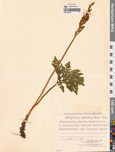 Sceptridium robustum (Rupr.) Lyon, Сибирь, Чукотка и Камчатка (S7) (Россия)