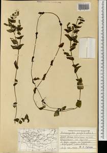 Рдест пронзеннолистный, Рдест стеблеобъемлющий L., Монголия (MONG) (Монголия)