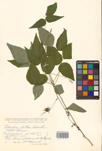 Hylodesmum podocarpum subsp. fallax (Schindl.) H.Ohashi & R.R.Mill, Сибирь, Дальний Восток (S6) (Россия)