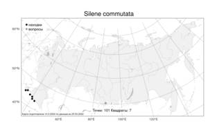 Silene commutata, Смолевка замещающая Guss., Атлас флоры России (FLORUS) (Россия)