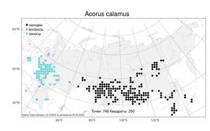 Acorus calamus, Аир обыкновенный L., Атлас флоры России (FLORUS) (Россия)