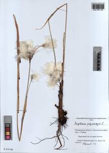 KUZ 002 109, Eriophorum angustifolium subsp. angustifolium, Сибирь, Алтай и Саяны (S2) (Россия)
