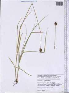 Carex microptera Mack., Америка (AMER) (США)