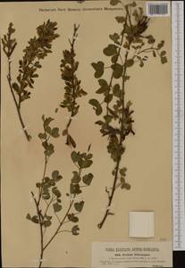 Cytisus leiocarpus A.Kern., Западная Европа (EUR) (Румыния)