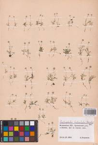 Ceratocephala orthoceras DC., Восточная Европа, Молдавия (E13a) (Молдавия)