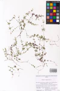 Подмаренник топяной L., Восточная Европа, Северный район (E1) (Россия)