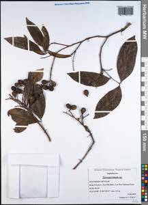 Xerospermum, Зарубежная Азия (ASIA) (Вьетнам)