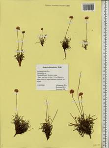 Армерия сибирская (Turcz. ex Boiss.) Nyman, Восточная Европа, Северный район (E1) (Россия)