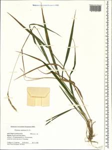 Пырейник собачий (L.) L., Крым (KRYM) (Россия)