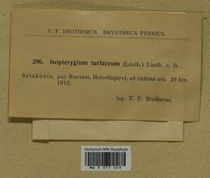 Herzogiella turfacea (Lindb.) Z. Iwats., Гербарий мохообразных, Мхи - Западная Европа (BEu) (Финляндия)