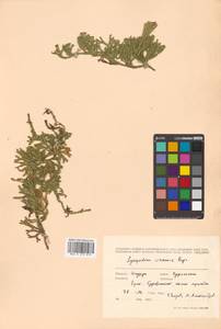Дифазиаструм ситхинский (Rupr.) Holub, Сибирь, Дальний Восток (S6) (Россия)