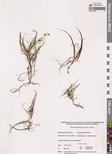 Штукения нитевидная, Рдест нитевидный (Pers.) Börner, Сибирь, Чукотка и Камчатка (S7) (Россия)