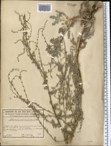 Artemisia maritima subsp. maritima, Средняя Азия и Казахстан, Сырдарьинские пустыни и Кызылкумы (M7) (Казахстан)